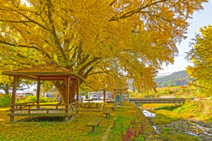 천년의 역사와 가을의 감성 어우러진 경주, 국제적 여행지로 ‘각광’
