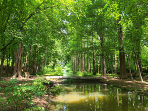 경북도, 297억 원 투입 도시숲 조성
