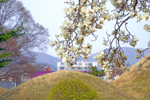 경주, 고분과 유적 어우러져 봄 여행지로 인기 ‘짱’